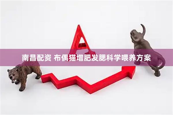 南昌配资 布偶猫增肥发腮科学喂养方案